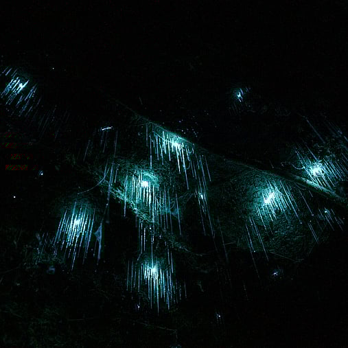Cluster of Glow Worms