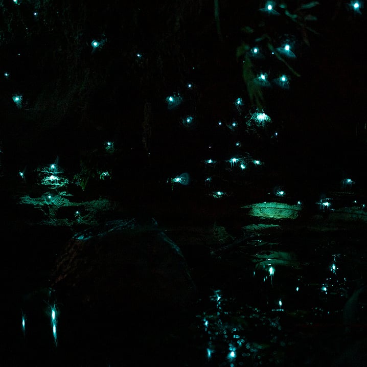 Inside the glow worm case