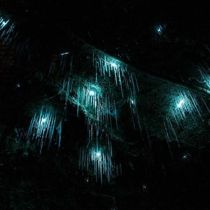 Cluster of Glow worms inside a glow worm cave