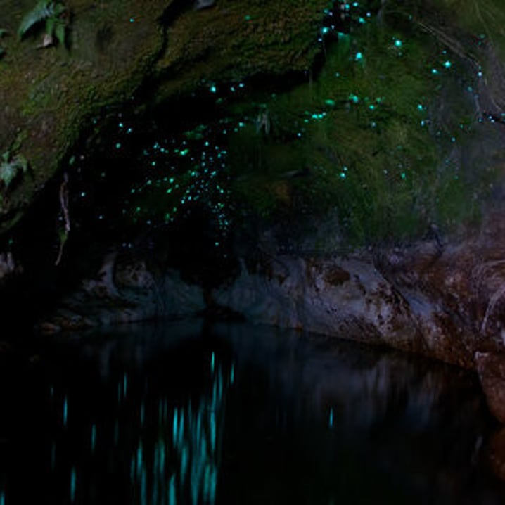 Taiao Glow Worm Caves