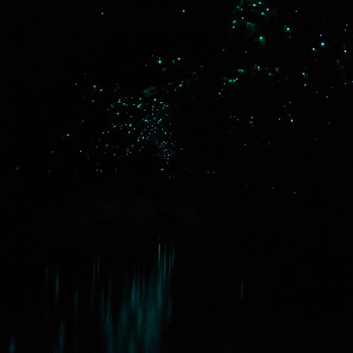 Amazing Rotorua Glow Worm Cave