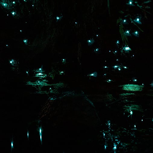 Glow worms in a cave with reflections off the water