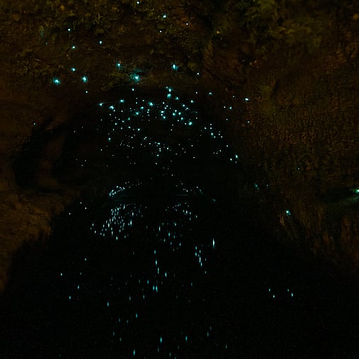 A glow worm cave and reflection of light off the water