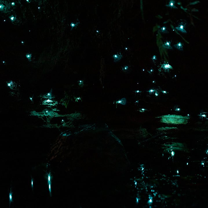inside a glow worm cave in darkness with the light from the glow worms shining