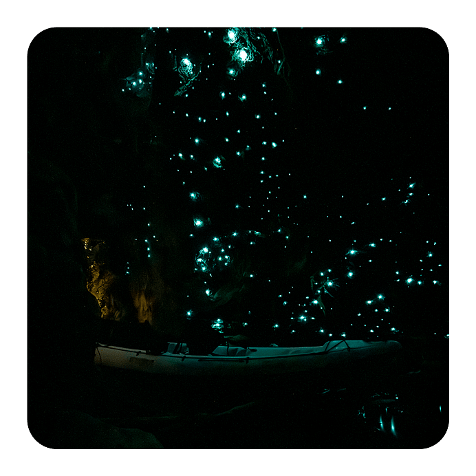 Glow Worm caves, couple in kayak in cave admiring galaxy of glow worms