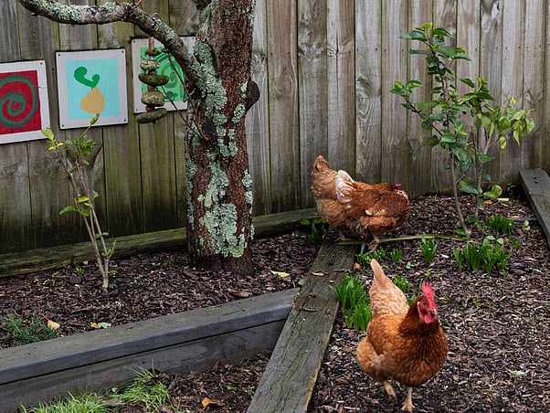 Koru Montessori children caring for chickens in Sunnynook