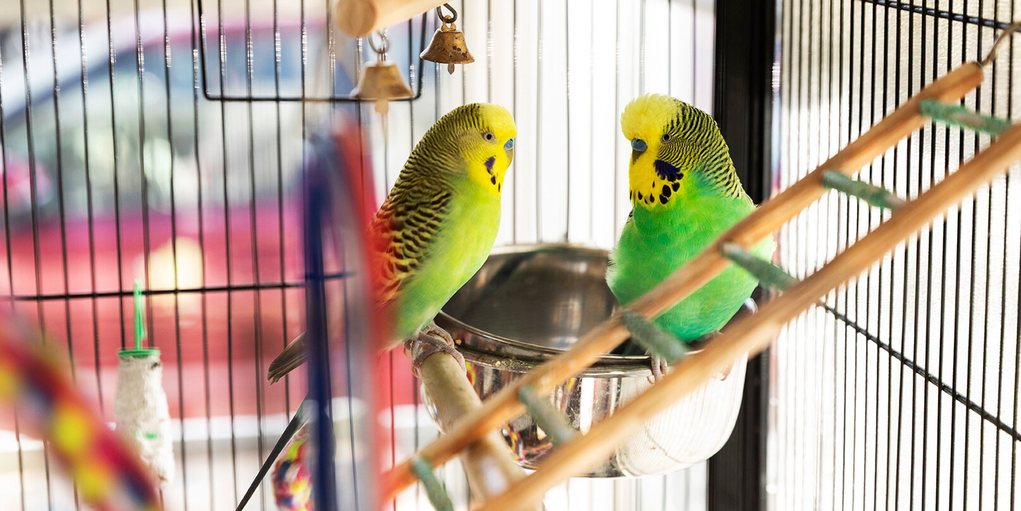Koru Montessori classroom birds in a peaceful learning space