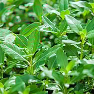 Native plants grown by Ngaroma Natives. Nursery in Ngaroma, King Country, New Zealand. Image of Putaputaweta - Marbleleaf