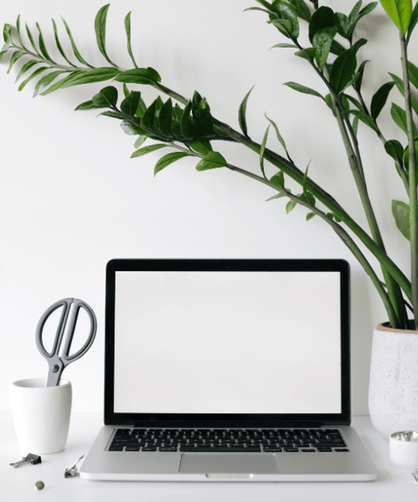 white wall background, laptop in the centre, big pot plant to the right and cup with scissors to the left of the laptop