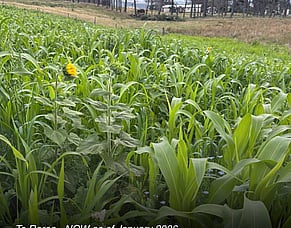 Te Roroa Spring Cropping