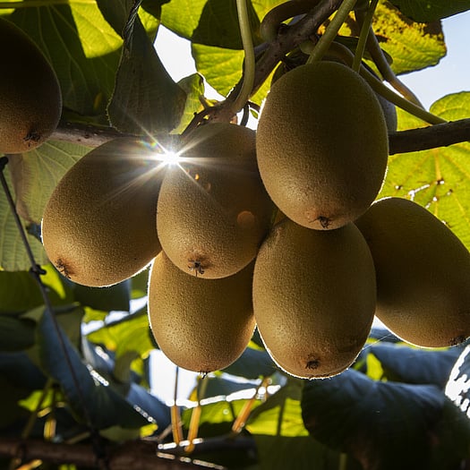 light shining through kiwifruit