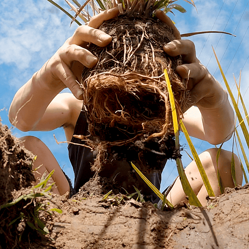 Trinity Lands is helping to restore the health of the Pōkaiwhenua stream