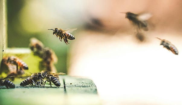 What future for flat owners under the Commonhold and Leasehold Reforms Bill?