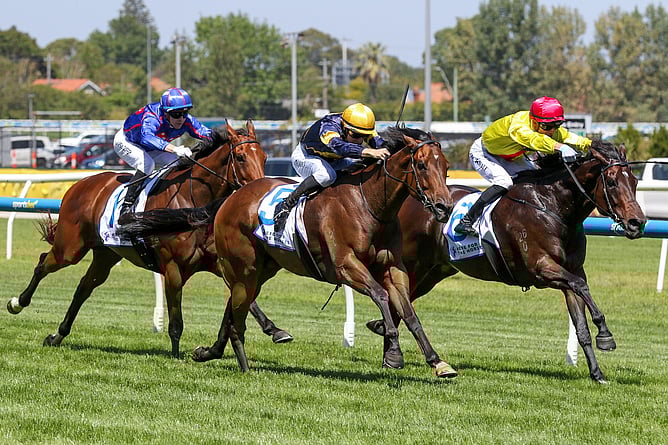 Oak Hill earns his first black-type win in the Gr.2 Rubiton Stakes (1100m) at Caulfield.  - Photo: Bruno Cannatelli