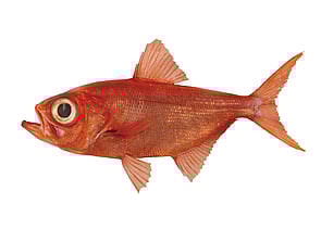 Alfonsino - Beryx splendens