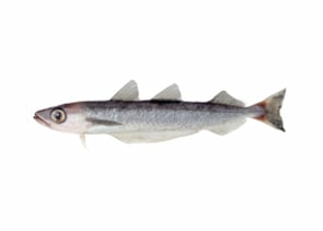 Southern Blue Whiting - Micromesistius australis