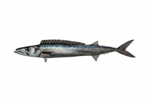 Barracouta - Thyrsites atun