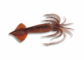 Arrow Squid - Nototodarus sloanii
