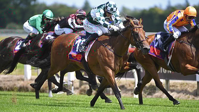 Autumn Glory winning the Gr.2 Waikato Guineas (2000m) at Te Rapa on Saturday.   - Photo: Kenton Wright (Race Images)