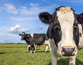 Preventing facial eczema