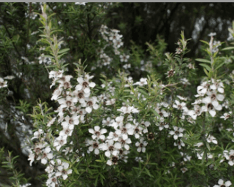 Our Manuka Honey from Great Barrier Island and well proven to have unique antibacterial properties, combined with the ability to soothe and heal dry and damaged skin. This makes it an important ingredient in many of our products.
