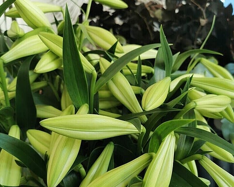 Elegant white lilies from Millwater florist Flowers by Joanne