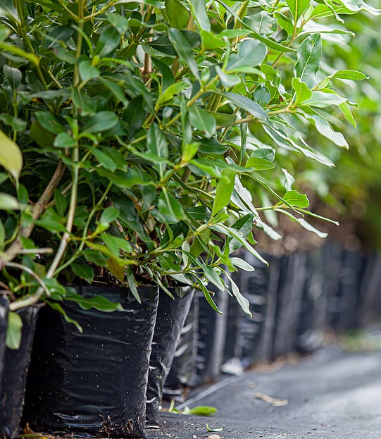 Image of Keri Taylor from Ngaroma Natives. Growers of native plants for Waikato and King Country farmers.