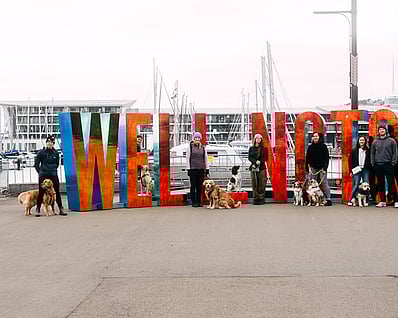 Group dog training in Wellington
