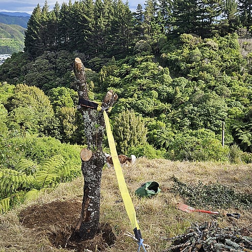Tree stump hand winch removal