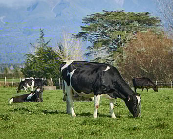 Craig Brown Photographer's image of cows in a paddock