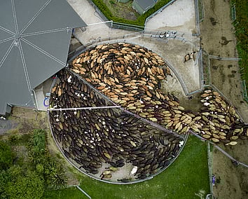 Craig Brown Photographer's arial image of cows going in for milking