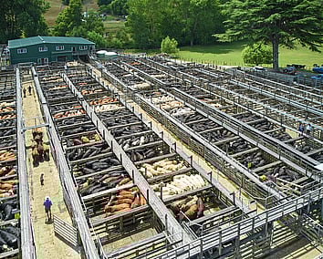 Craig Brown Photographer's image of cows at a sale yard