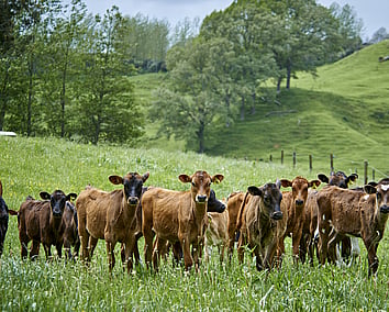 Craig Brown Photographer's image of calves in a field