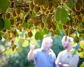 Craig Brown Photographer's image of two men in background of a kiwifruit vine
