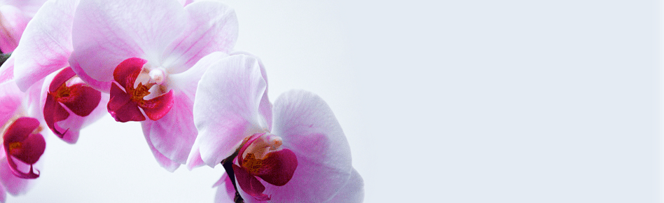 ORDER FLOWERS ONLINE