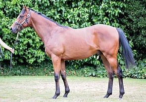 Deep Field x Claudine colt Lot 114