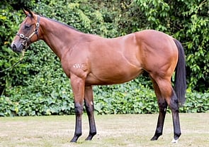 Rubick x Niki Piki Milo colt Lot 435