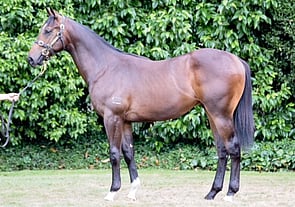 All Too Hard x Mightier colt Lot 379