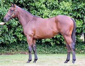 Fastnet Rock x Aneto colt Lot 26