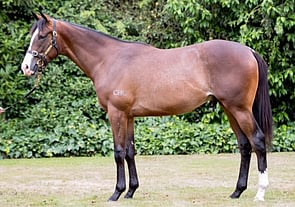 Toronado x Moretti colt Lot 413