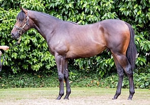 Iffraj x Catbird Kitty colt Lot 93