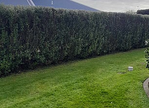 HEDGE TRIMMING