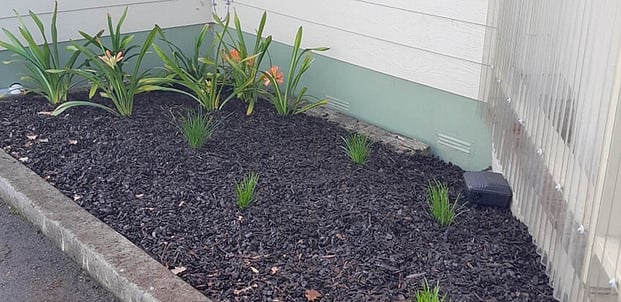 Planting - Trees, shrubs, grasses, flowers and more