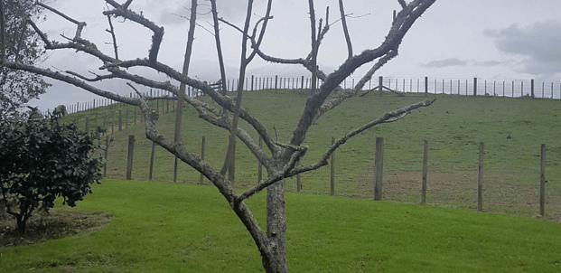 Pruning - Fruit trees, roses, hydrangeas + citrus