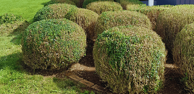 Shaping + Trimming - Enquire now