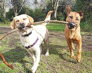 1 doggy day trip per week