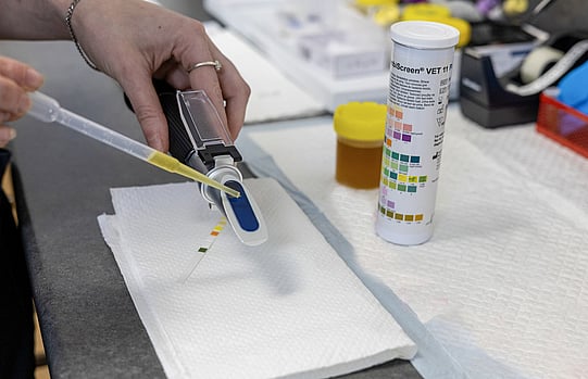 With specialised tools like refractometers, urinalysis helps reveal important clues about your pet's overall health.