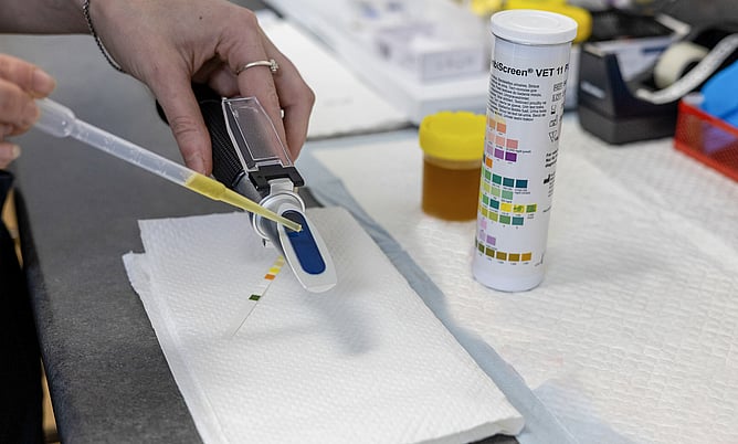 With specialised tools like refractometers, urinalysis helps reveal important clues about your pet's overall health.