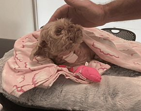 Case Study | Physiotherapy following canine intervertebral disc disease of the spine