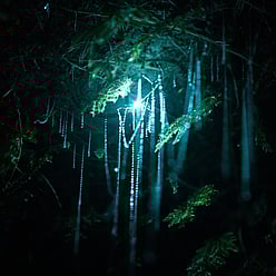 Close up of glow worm with silks